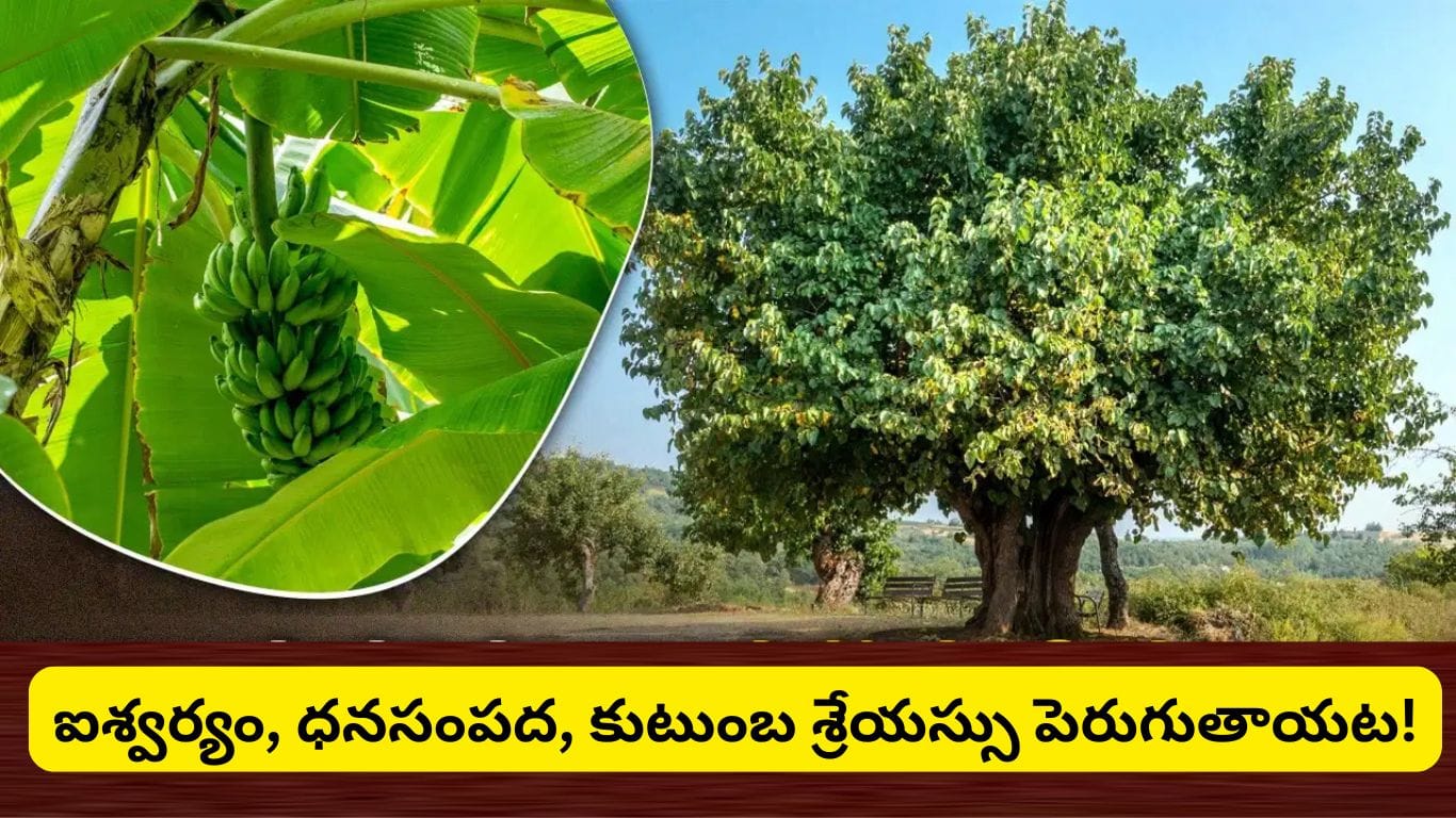 వారంలో ఏ చెట్టును పూజిస్తే ధనం, ఆరోగ్యం వస్తుంది?