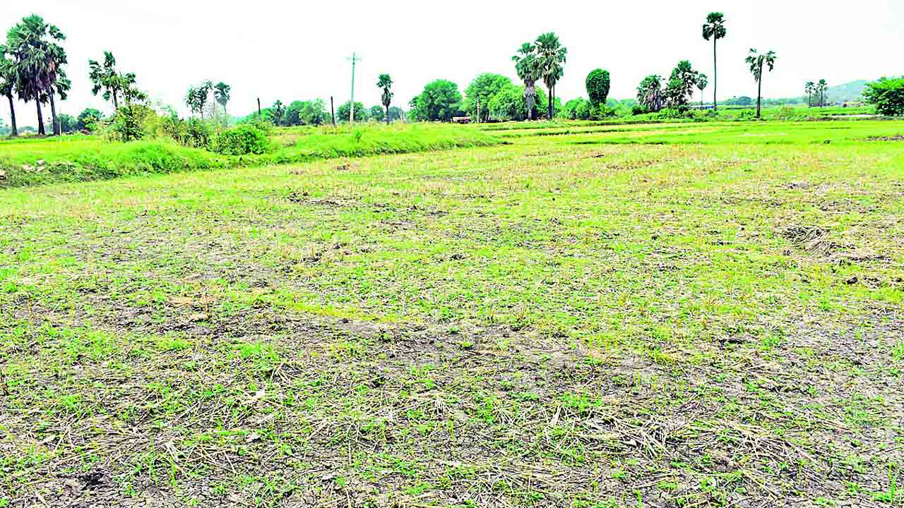 జనగామలో కరువు ఛాయలు: ఎండిపోతున్న పంటలు, పడిపోయిన భూగర్భ జలాలు