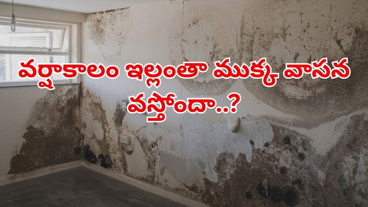 వర్షాకాలంలో ఇంటి తేమ, దుర్వాసనతో ఇబ్బంది?