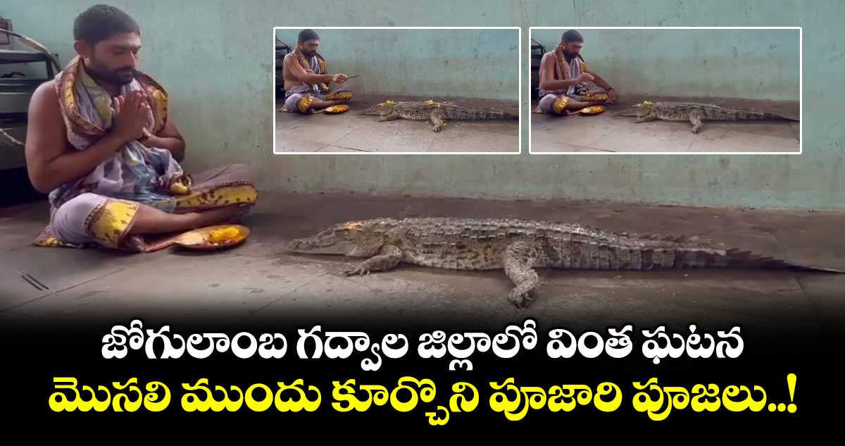 బీచుపల్లి పుష్కర ఘాట్ వద్ద మొసలి ప్రత్యక్షం: పూజారి పూజలు