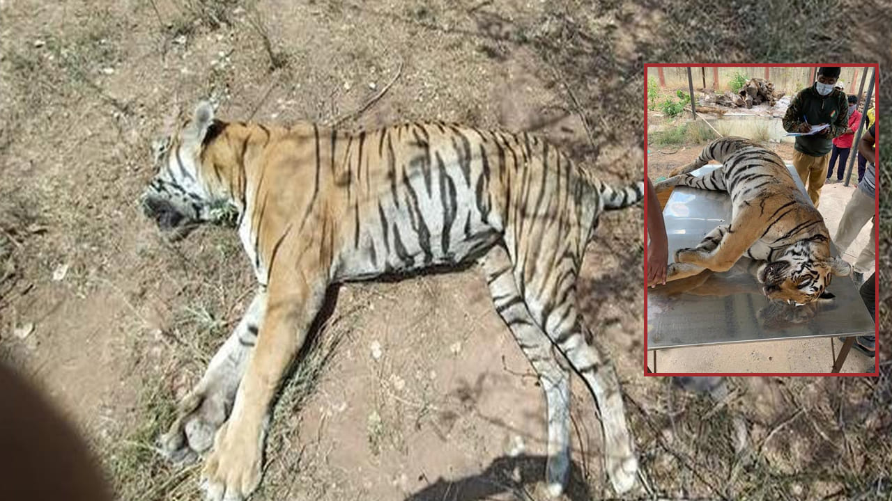 నల్లమల పులుల మరణాలు: ఐదుగురు సభ్యులతో ఉన్నత స్థాయి కమిటీ